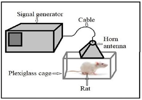 testing rf impact on rats|Biological Effects of Radiofrequency Electromagnetic Fields .